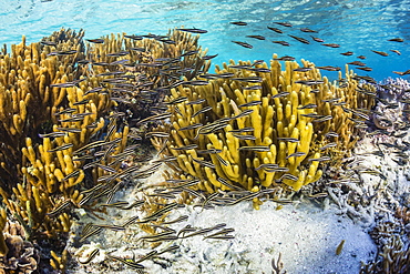 A school of striped catfish (Plotosus lineatus) on Sebayur Island, Komodo National Park, Flores Sea, Indonesia, Southeast Asia, Asia