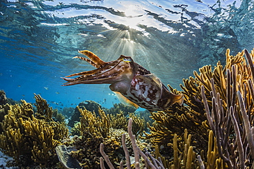 Adult broadclub cuttlefish (Sepia latimanus) on the reef at Sebayur Island, Flores Sea, Indonesia, Southeast Asia, Asia