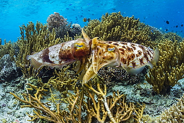 Adult broadclub cuttlefish (Sepia latimanus) mating on Sebayur Island, Flores Sea, Indonesia, Southeast Asia, Asia