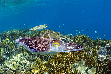 Adult broadclub cuttlefish (Sepia latimanus) courtship display, Sebayur Island, Flores Sea, Indonesia, Southeast Asia, Asia