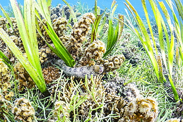 An adult snowflake moray (Echidna nebulosa) on Sebayur Island, Flores Sea, Indonesia, Southeast Asia, Asia