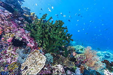 Profusion of hard and soft corals on Tengah Kecil Island, Komodo National Park, Flores Sea, Indonesia, Southeast Asia, Asia