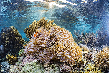 False clown anemonefish (Amphiprion ocellaris), Sebayur Island, Komodo Island National Park, Indonesia, Southeast Asia, Asia