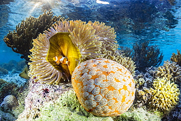 False clown anemonefish (Amphiprion ocellaris), Sebayur Island, Komodo Island National Park, Indonesia, Southeast Asia, Asia