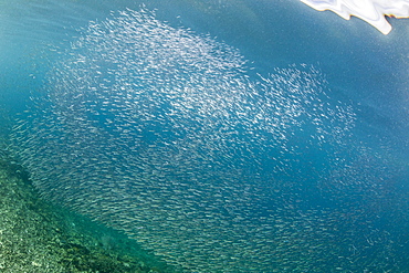 A profusion of baitfish underwater on Sebayur Island, Komodo National Park, Flores Sea, Indonesia, Southeast Asia, Asia