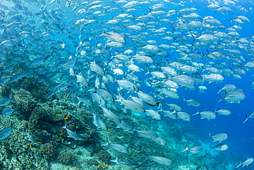 A school of bigeye trevally (Caranx sexfasciatus) on Sebayur Island, Flores Sea, Indonesia, Southeast Asia, Asia