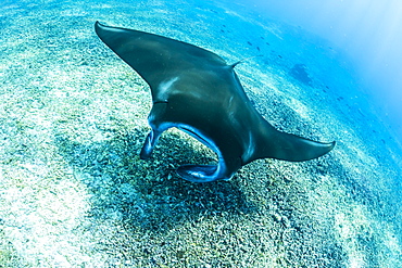 An adult manta ray (Manta birostris) at Makaser, Komodo National Park, Flores Sea, Indonesia, Southeast Asia, Asia