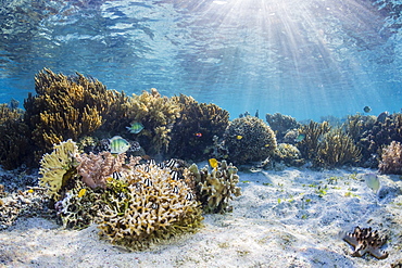 A profusion of hard and soft corals on Sebayur Island, Komodo National Park, Flores Sea, Indonesia, Southeast Asia, Asia