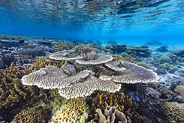 A profusion of hard and soft corals on Sebayur Island, Komodo National Park, Flores Sea, Indonesia, Southeast Asia, Asia