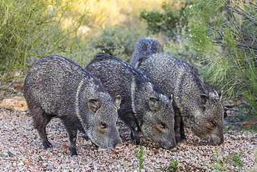 Adult javalinas (collared peccary) (Pecari tajacu) in the Sonoran Desert suburbs of Tucson, Arizona, United States of America, North America