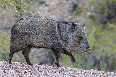 Adult javalina (collared peccary) (Pecari tajacu) in the Sonoran Desert suburbs of Tucson, Arizona, United States of America, North America