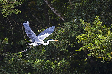 Adult Cocoi heron (Ardea cocoi) in flight on the Pacaya River, Upper Amazon River Basin, Loreto, Peru, South America