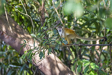 Adult common squirrel monkey (Saimiri sciureus), in the Pacaya-Samiria Nature Reserve, Loreto, Peru, South America