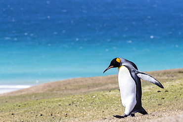 Adult king penguin (Aptenodytes patagonicus) on the grassy slopes of Saunders Island, Falkland Islands, South America