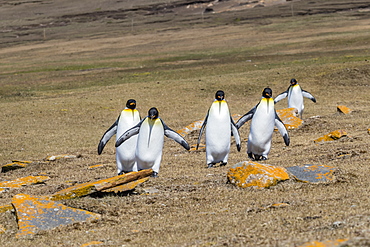 Adult king penguins (Aptenodytes patagonicus) on the grassy slopes of Saunders Island, Falkland islands, South America