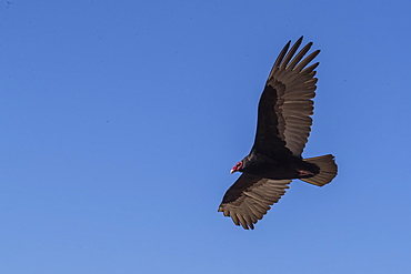 Adult turkey vulture (Cathartes aura) in flight over Saunders Island, Falkland Islands, South America