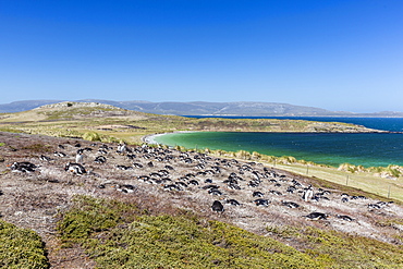 Gentoo penguin (Pygoscelis papua) breeding colony on the slopes of Carcass Island, Falkland Islands, South America