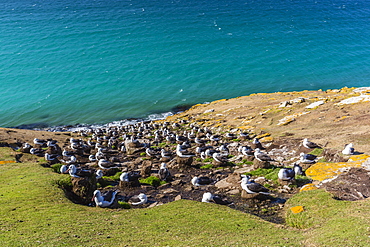 Black-browed albatross (Thalassarche melanophris) breeding colony on Saunders Island, Falkland Islands, South America