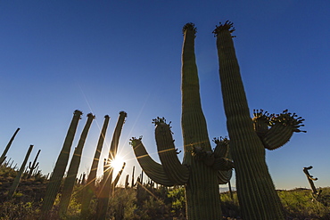 Sunrise on saguaro cactus in bloom (Carnegiea gigantea), Sweetwater Preserve, Tucson, Arizona, United States of America, North America