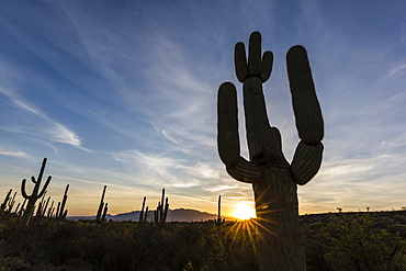 Sunrise on saguaro cactus in bloom (Carnegiea gigantea), Sweetwater Preserve, Tucson, Arizona, United States of America, North America