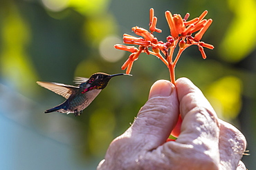 A wild adult male bee hummingbird (Mellisuga helenae), attracted to hand-held flower near Playa Larga, Cuba, West Indies, Caribbean, Central America