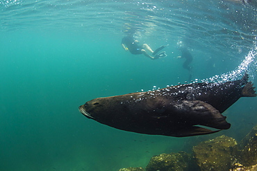 Adult bull Galapagos fur seal (Arctocephalus galapagoensis) underwater on Genovesa Island, Galapagos, Ecuador, South America