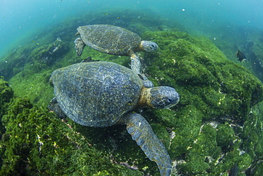 Pacific green sea turtles (Chelonia mydas) underwater on Fernandina Island, Galapagos, Ecuador, South America