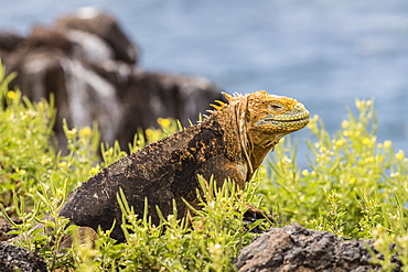 An adult Galapagos land iguana (Conolophus subcristatus), basking on North Seymour Island, Galapagos, Ecuador, South America