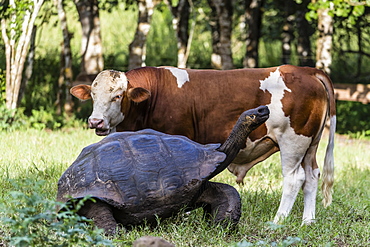 Wild Galapagos giant tortoise (Geochelone elephantopus) with cow on Santa Cruz Island, Galapagos, Ecuador, South America