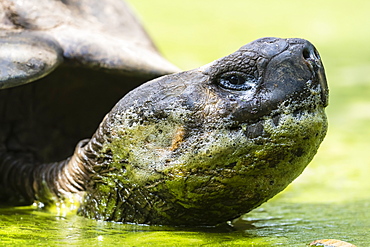 Wild Galapagos giant tortoise (Geochelone elephantopus) in mud pit on Santa Cruz Island, Galapagos, Ecuador, South America