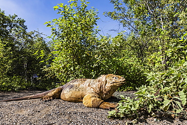 Adult Galapagos land iguana (Conolophus subcristatus) basking in Urbina Bay, Isabela Island, Galapagos, Ecuador, South America