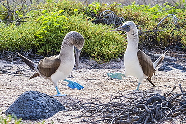 Blue-footed booby (Sula nebouxii) pair in courtship display on North Seymour Island, Galapagos, Ecuador, South America