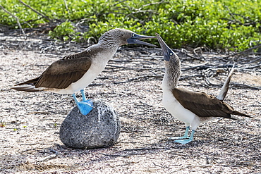 Blue-footed booby (Sula nebouxii) pair in courtship display on North Seymour Island, Galapagos, Ecuador, South America