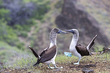 Blue-footed booby (Sula nebouxii) pair in courtship display on San Cristobal Island, Galapagos, Ecuador, South America