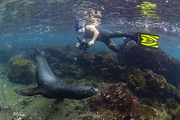 Bull Galapagos sea lion (Zalophus wollebaeki) with snorkeler underwater at Santiago Island, Galapagos, Ecuador, South America