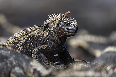 The endemic Galapagos marine iguana (Amblyrhynchus cristatus), with lava lizard, Fernandina Island, Galapagos, UNESCO World Heritage Site, Ecuador, South America