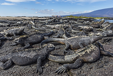 The endemic Galapagos marine iguana (Amblyrhynchus cristatus) basking on Fernandina Island, Galapagos, UNESCO World Heritage Site, Ecuador, South America