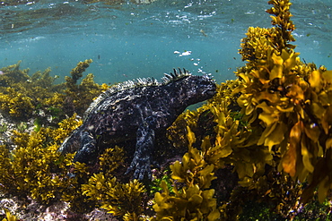 The endemic Galapagos marine iguana (Amblyrhynchus cristatus), feeding underwater, Fernandina Island, Galapagos, UNESCO World Heritage Site, Ecuador, South America