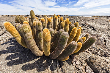 Endemic lava cactus (Brachycereus spp), Fernandina Island, Galapagos, UNESCO World Heritage Site, Ecuador, South America