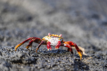 Adult Sally lightfoot crab (Grapsus grapsus) preparing to molt on Fernandina Island, Galapagos, UNESCO World Heritage Site, Ecuador, South America