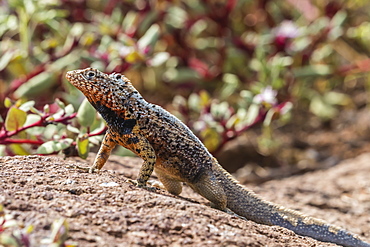 Male lava lizard (Microlophus spp), on North Seymour Island, Galapagos, UNESCO World Heritage Site, Ecuador, South America