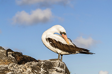 Adult Nazca booby (Sula granti) at Punta Suarez, Isla Espanola, Galapagos, UNESCO World Heritage Site, Ecuador, South America