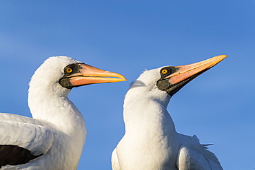 Nazca booby (Sula granti), pair at Punta Suarez, Isla Espanola, Galapagos, UNESCO World Heritage Site, Ecuador, South America