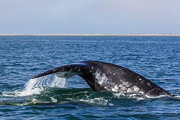 California gray whale (Eschrichtius robustus), flukes up dive in San Ignacio Lagoon, Baja California Sur, Mexico, North America