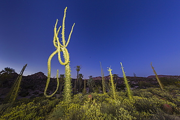 Boojum (Cirio) (Fouquieria columnaris) tree at sunset, Rancho Santa Inez, Baja California, Mexico, North America