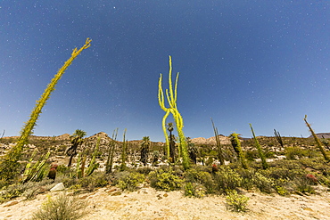 Boojum (Fouquieria columnaris) tree under night sky, Rancho Santa Inez, Baja California, Mexico, North America