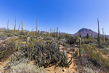 Open Sonoran desert near Mision de San Francisco de Borja, Baja California, Mexico, North America