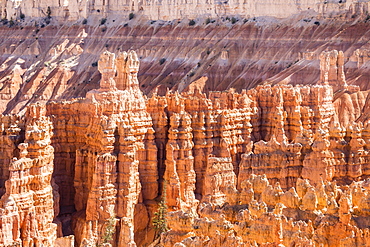 View of hoodoo formations from the Navajo Loop Trail in Bryce Canyon National Park, Utah, United States of America, North America