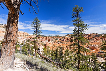 View of hoodoo formations from the Fairyland Trail in Bryce Canyon National Park, Utah, United States of America, North America