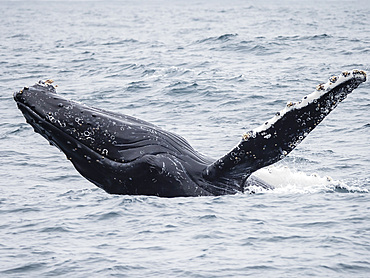 Humpback whale (Megaptera novaeangliae) breaching in the Monterey Bay National Marine Sanctuary, California, United States of America, North America